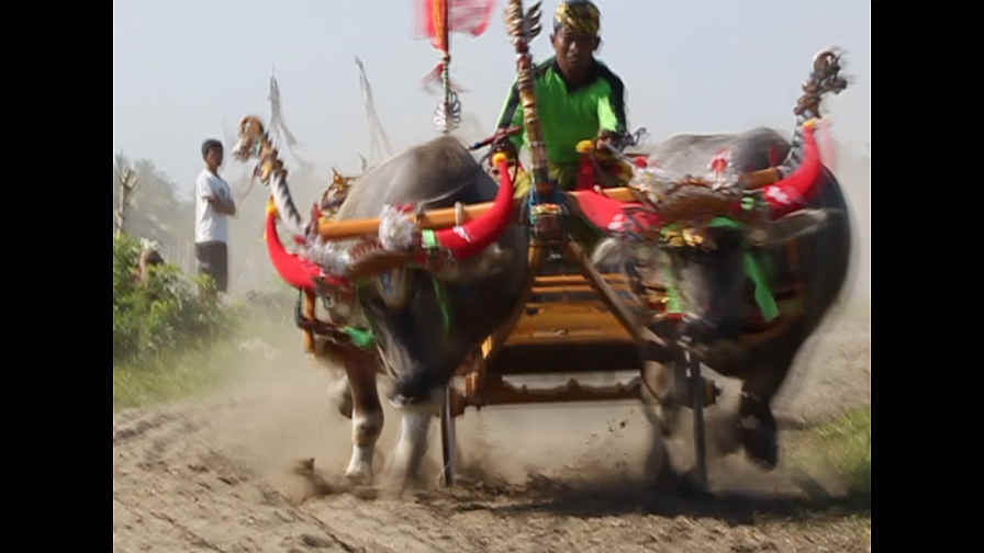 Ochsenrennen auf Bali